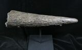 Juvenile Triceratops Horn With Stand - Montana #26870-3